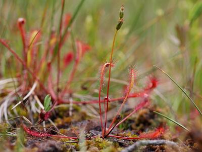 drosera anglica