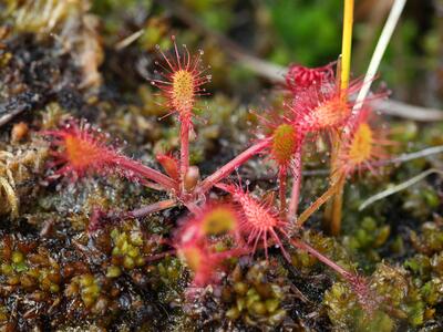 drosera anglica x rotundifolia