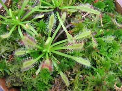 drosera capensis