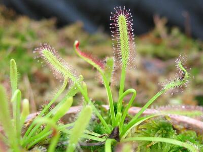 drosera capensis detail