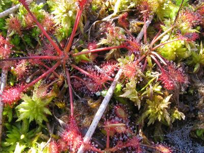 drosera intermedia