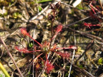 drosera intermedia habitus