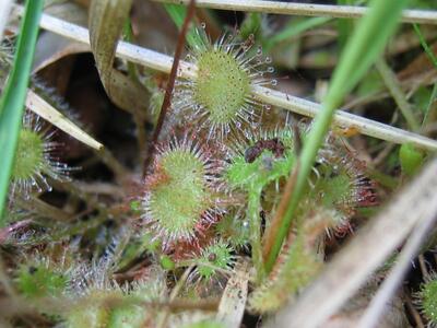 drosera rotundifolia