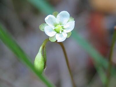 drosera rotundifolia bluete