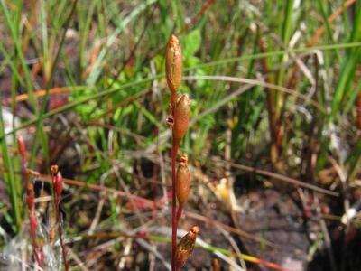 drosera rotundifolia frucht