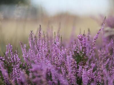 calluna vulgaris