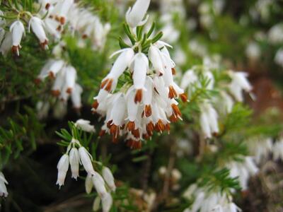 erica carnea alba