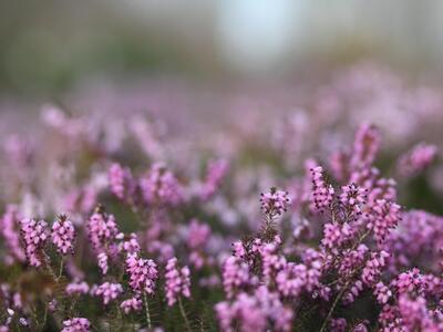 erica carnea habitus