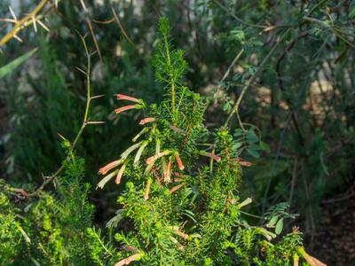 erica glandulosa