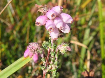 erica tetralix