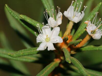 ledum palustre bluete