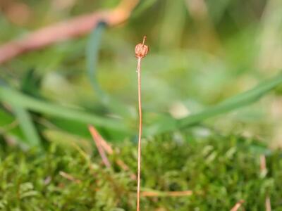 moneses uniflora