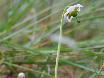 moneses uniflora bluete