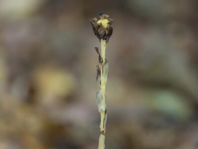 monotropa uniflora