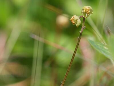 pyrola chlorantha