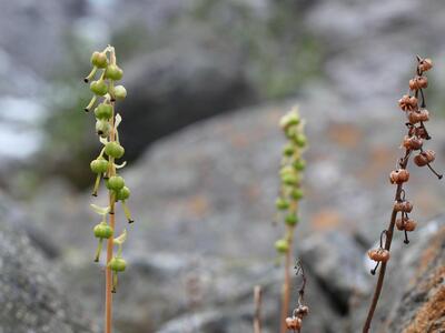 pyrola media