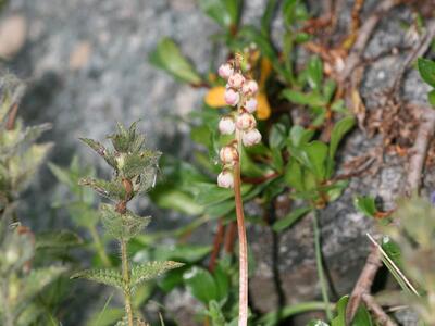 pyrola minor