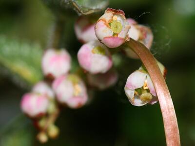 pyrola minor bluete