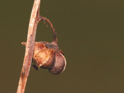 pyrola minor frucht