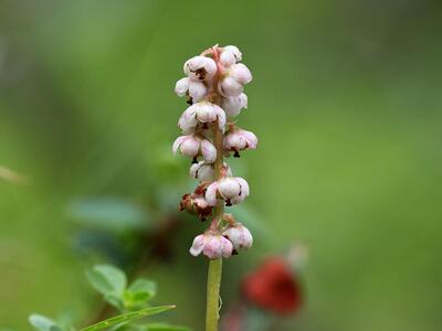 pyrola rotundifolia ssp norvegica