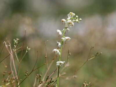 pyrola rotundifolia ssp rotundifolia