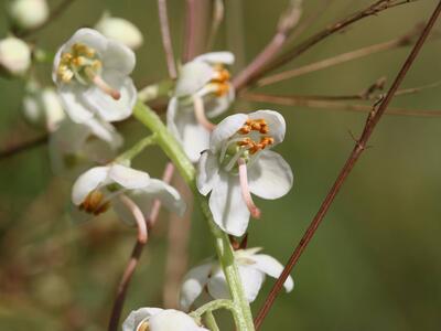 pyrola rotundifolia ssp rotundifolia detail