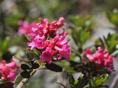 rhododendron hirsutum detail