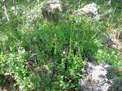 vaccinium myrtillus