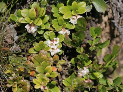 vaccinium vitis-idaea