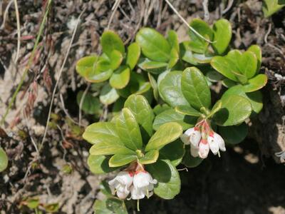 vaccinium vitis-idaea detail