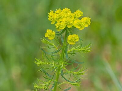 euphorbia cyparissias