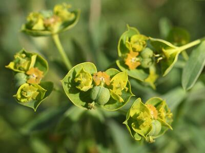 euphorbia esula