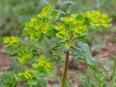 euphorbia helioscopia