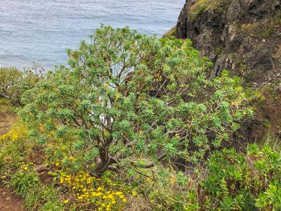 euphorbia piscatoria