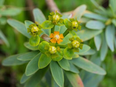 euphorbia piscatoria detail