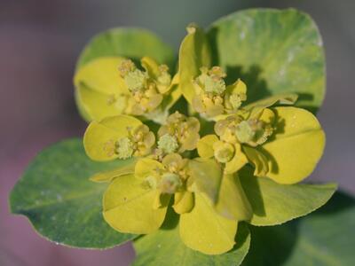 euphorbia verrucosa