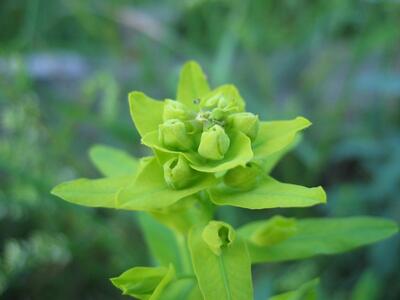 euphorbia virgata