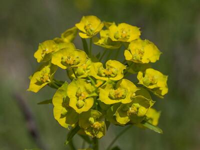 euphorbia virgultosa detail