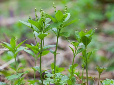 mercurialis perennis