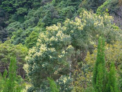 acacia dealbata