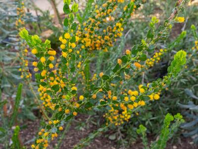 acacia glandulicarpa