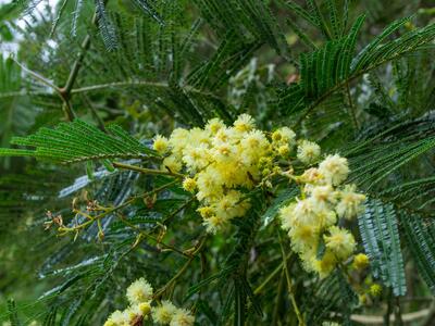 acacia mearnsii