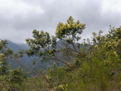 acacia mearnsii habitus