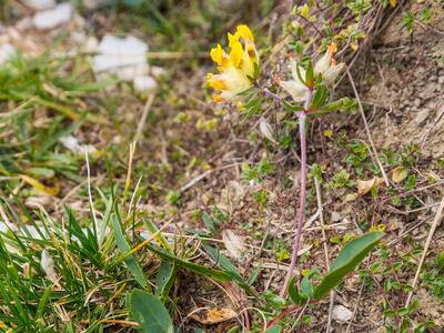 anthyllis vulneraria ssp alpestris