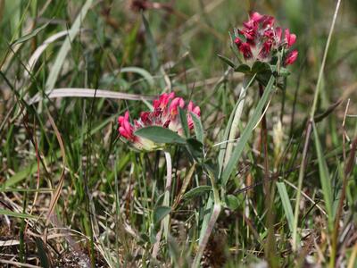 anthyllis vulneraria ssp coccinea