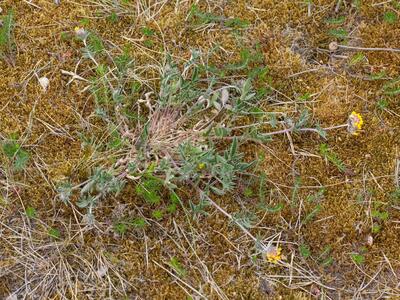 anthyllis vulneraria ssp maritima