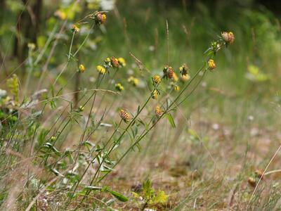 anthyllis vulneraria ssp polyphylla