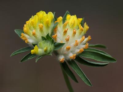 anthyllis vulneraria ssp polyphylla detail