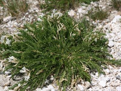 astragalus alpinus ssp alpinus