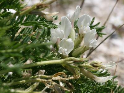 astragalus alpinus ssp alpinus detail